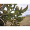 Ancient Bristlecone Pine Forest