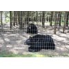 Wildlife Images - Black Bears