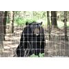 Wildlife Images - Black Bear