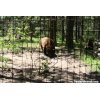 Wildlife Images - Grizzly Bear