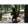 Wildlife Images - Grizzly Bear Doing Tricks for Treats