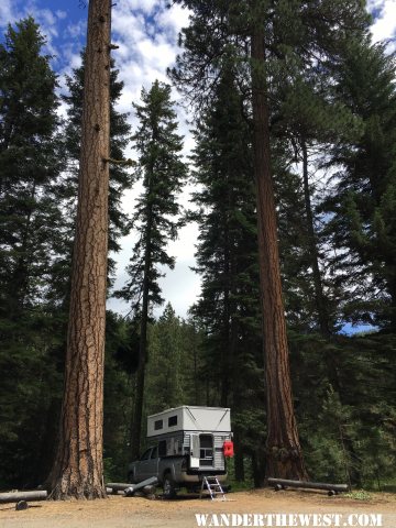 Wenatchee trees