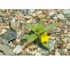 Death Valley Plant