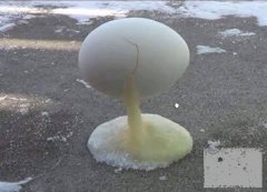 frozen Egg