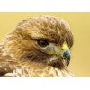 Redtail Hawk close up portrait