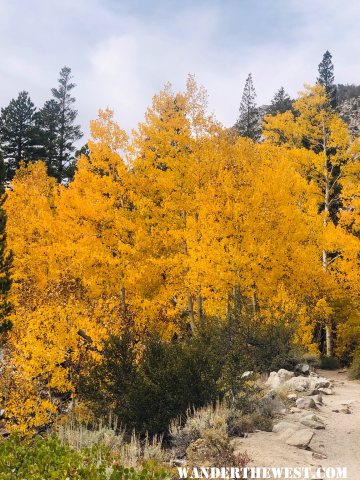 Fall 2019 Trees