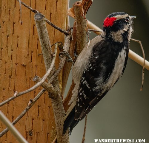 Downey Woodpecker - Picoides pubescens