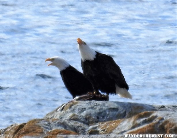 Grumpy eagles