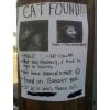 lost Cat