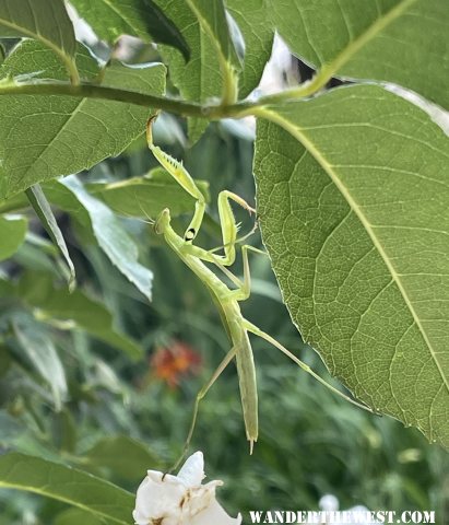 California Mantis