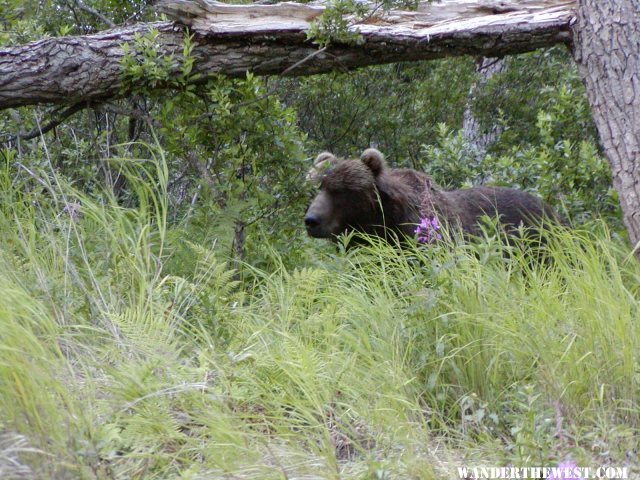 Kodiak Bear