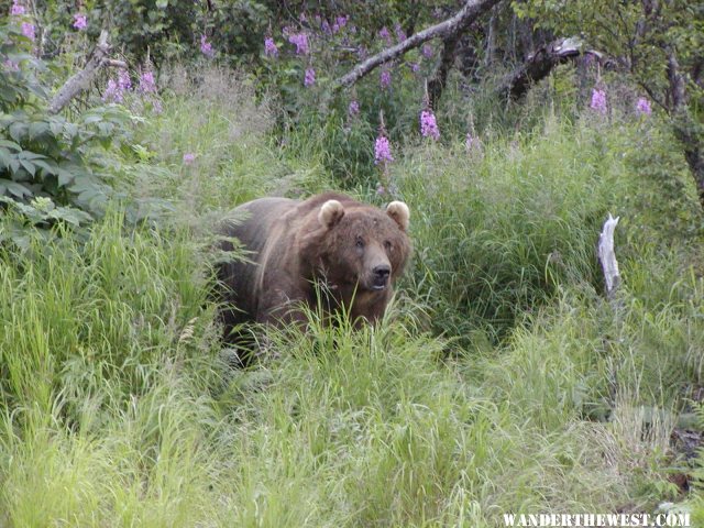 Kodiak Bear in the Fireweed