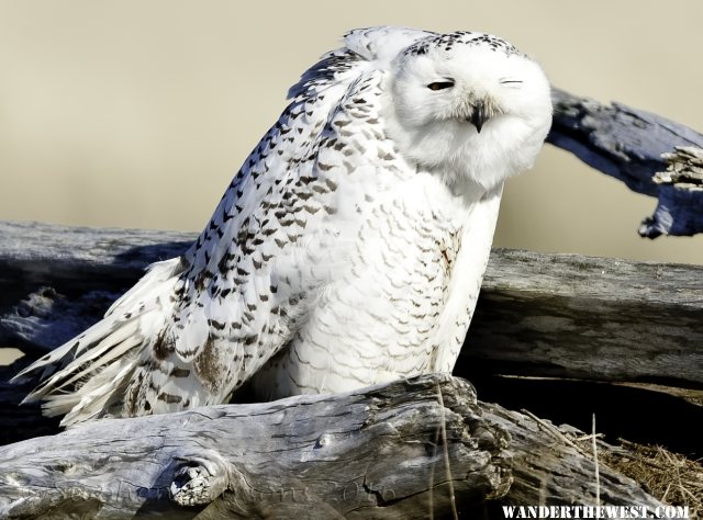 Snowy Owl NIK DSC5676