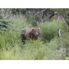 Kodiak Bear in the Fireweed