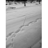 Fox Track in Fresh Snow