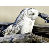 Snowy Owl NIK DSC5676