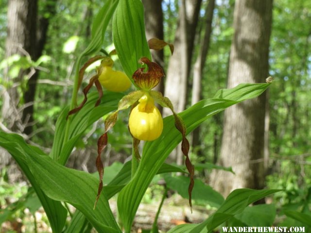 2014 HOME LADY SLIPPERS 10