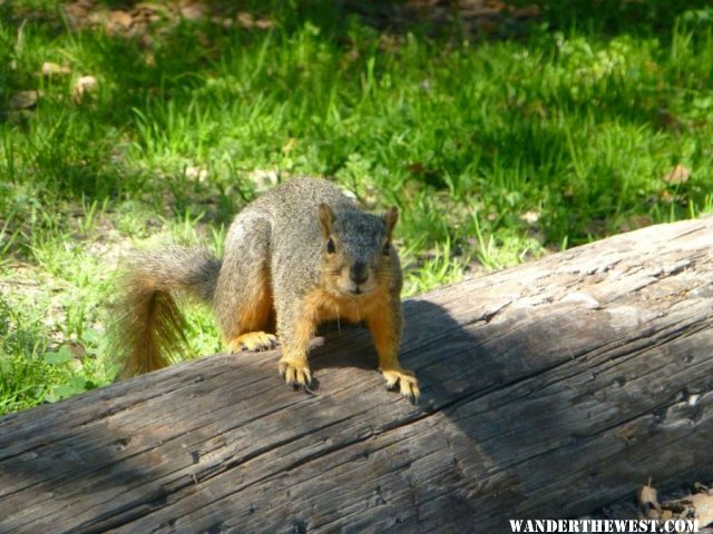 The not rare,  Fat well fed Campground Squirrel