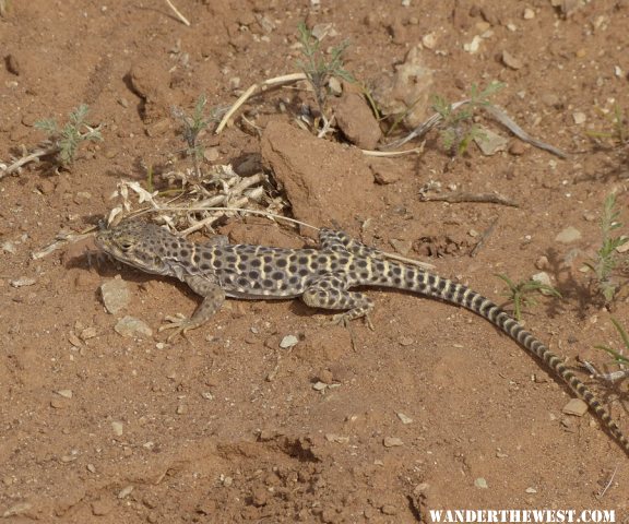 Large Spotted Leopard Lizard