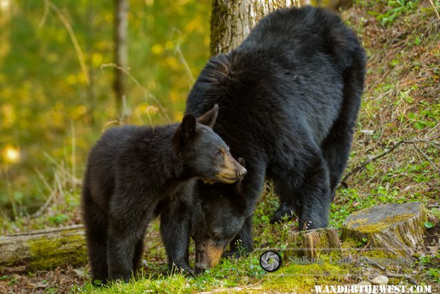 Yearling and Sow Black Bear