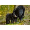 Yearling and Sow Black Bear