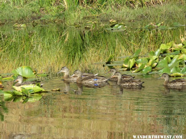 '16 53 WY, WIND R, SCAB CR TR, BL WG TEAL