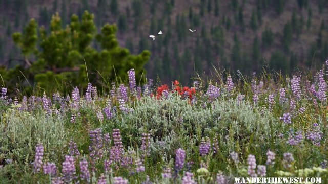 Pine Mountain butterflies June 2015