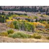 8a Dunderberg Meadows closeup