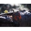 Backlit Bark