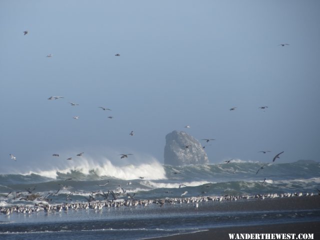 2014 OR I50 CAPE BLANCO SP