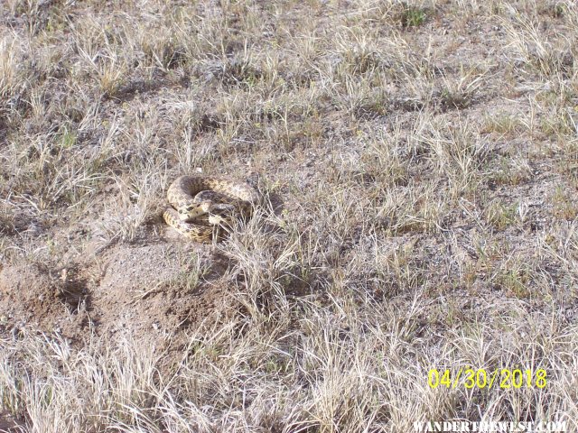 Rattlesnake looking and acting gopher snake