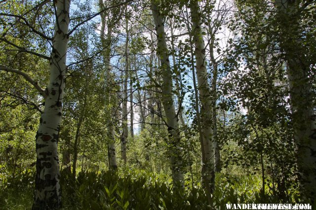 Hike above Blue Lake Campground - Modoc National Forest