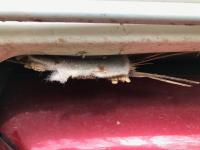 Hole from turnbuckle pull-through rear passenger side.jpg